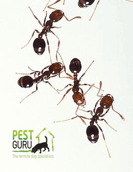 PestControlAntsGoldCoast.jpg