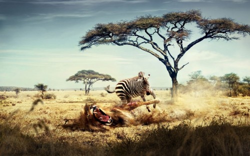 wild_lion_zebra_chase-1280x800.jpg